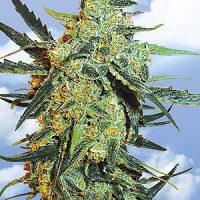 Flying Dutchmen Blueberry Skunk female Seeds  