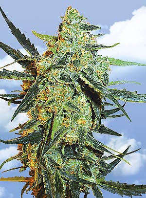 Flying Dutchmen Blueberry Skunk female Seeds Flying Dutchmen Blueberry Skunk female Seeds
