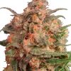 Dutch Passion Blueberry female Seeds Dutch Passion Blueberry female Seeds