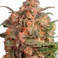 Dutch Passion Brainstorm female Seeds  