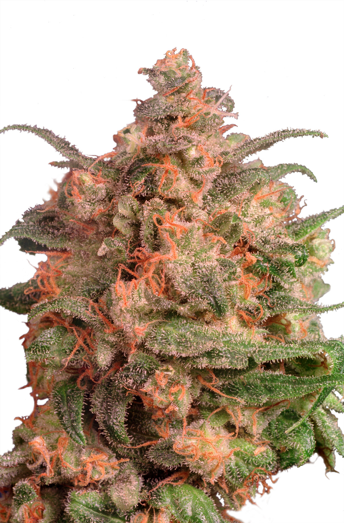 Dutch Passion Brainstorm female Seeds Dutch Passion Brainstorm female Seeds