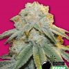 Bomb Seeds Big Bomb Auto Bomb Seeds Big Bomb Auto