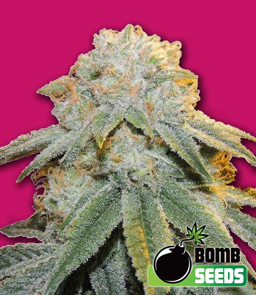 Bomb Seeds Bubble Bomb Bomb Seeds Bubble Bomb