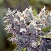 Female seeds company Blueberry Cheesecake female Seeds Female seeds company Blueberry Cheesecake female Seeds
