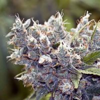 Female seeds company Bubblegummer  