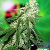 Bomb Seeds Buzz Bomb  