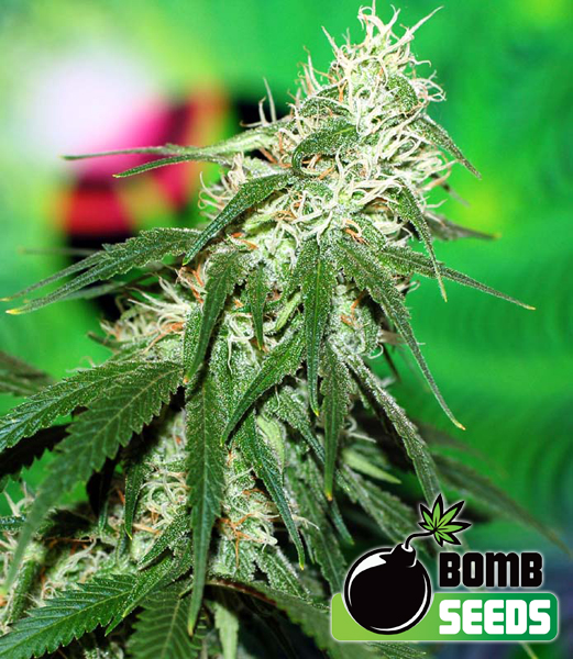 Bomb Seeds Buzz Bomb Bomb Seeds Buzz Bomb