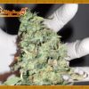 Dr Krippling Seeds Delhi Friend Dr Krippling Seeds Delhi Friend