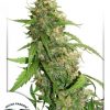 Dutch Passion Californian Orange female Seeds Dutch Passion Californian Orange female Seeds