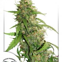 Dutch Passion CBD Auto Compassion Lime female seeds  