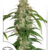 Dutch Passion CBD Kush female Seeds Dutch Passion CBD Kush female Seeds