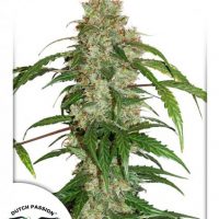 Dutch Passion CBD Auto White Widow female seeds  
