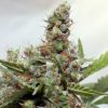 Barney's Farm Blueberry OG female seeds Barney's Farm Blueberry OG female seeds
