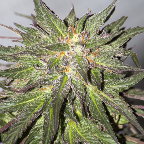 Barney's Farm CBD Critical Cure female Seeds Barney's Farm CBD Critical Cure female Seeds
