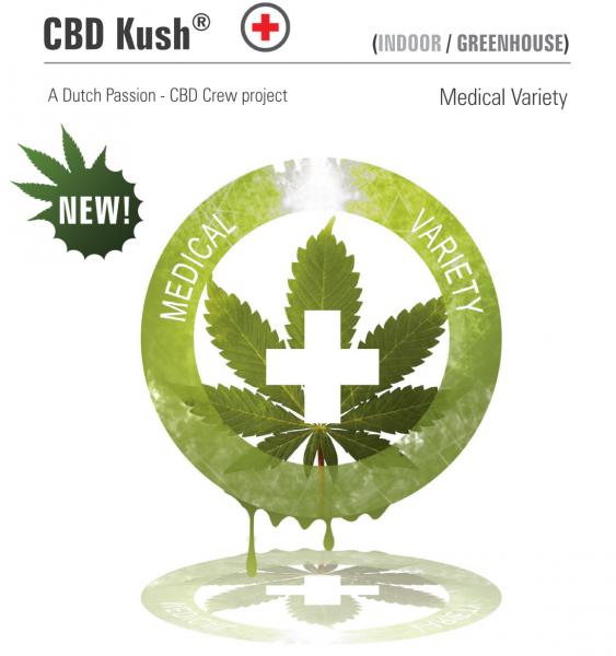 Dutch Passion CBD Kush female Seeds Dutch Passion CBD Kush female Seeds