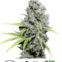 Dutch Passion CBD Skunk Haze female Seeds  