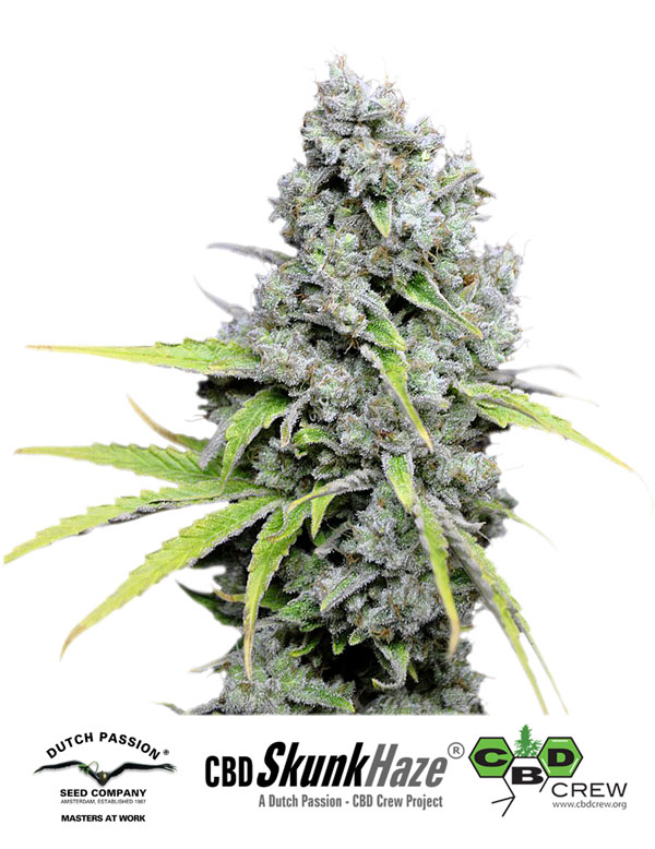 Dutch Passion CBD Skunk Haze female Seeds Dutch Passion CBD Skunk Haze female Seeds