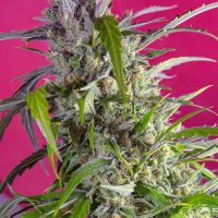 Sweet Seeds Crystal Candy Auto female  