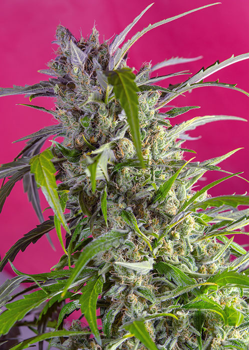 Sweet Seeds Crystal Candy Auto female seeds Sweet Seeds Crystal Candy Auto female seeds
