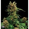 Dinafem Bubba Kush female Seeds Dinafem Bubba Kush female Seeds