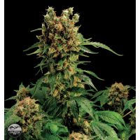 Dinafem California Hash Plant female Seeds  
