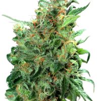 Dutch Passion Californian Orange female Seeds  