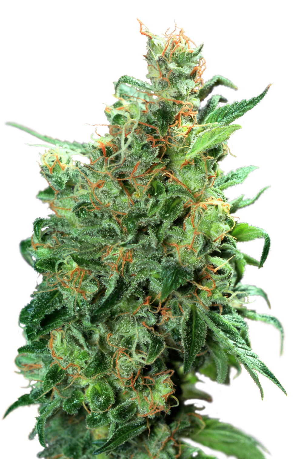 Dutch Passion Californian Orange female Seeds Dutch Passion Californian Orange female Seeds