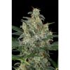 Dinafem Cheese female Seeds Dinafem Cheese female Seeds
