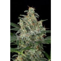 Dinafem Cheese Automatic female Seeds  