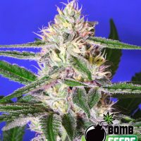 Bomb Seeds Cheese Bomb  