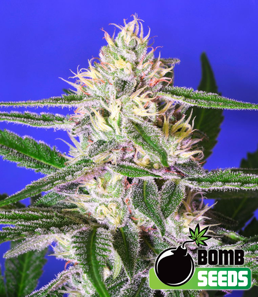 Bomb Seeds Cheese Bomb Bomb Seeds Cheese Bomb