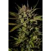 Dinafem Cheese XXL Auto female Seeds Dinafem Cheese XXL Auto female Seeds