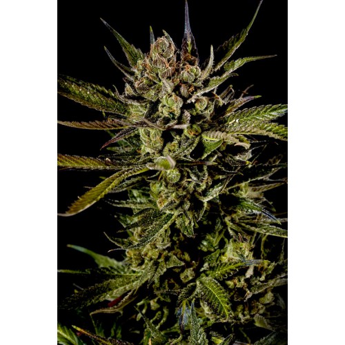 Dinafem Cheese female Seeds Dinafem Cheese female Seeds