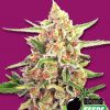 Bomb Seeds Widow Bomb Bomb Seeds Widow Bomb