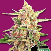 Bomb Seeds Cherry Bomb  
