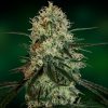 Barney's Farm CBD Critical Cure female Seeds Barney's Farm CBD Critical Cure female Seeds
