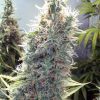 Female seeds company Auto Kush female Seeds Female seeds company Auto Kush female Seeds