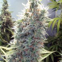 Female seeds company Cinderella 99  