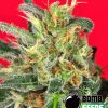 Bomb Seeds Hash Bomb  