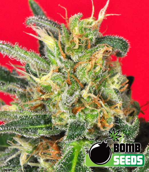 Bomb Seeds Cluster Bomb Bomb Seeds Cluster Bomb