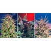 Dutch Passion CBD Kush female Seeds Dutch Passion CBD Kush female Seeds