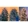Dutch Passion Colour Mix 1 - 6 female Seeds Dutch Passion Colour Mix 1 - 6 female Seeds
