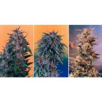 Dutch Passion Colour Mix 2 - 6 female Seeds  
