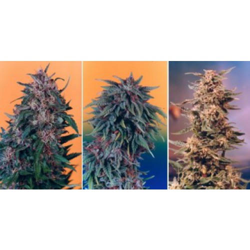 Dutch Passion Colour Mix 2 - 6 female Seeds Dutch Passion Colour Mix 2 - 6 female Seeds