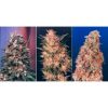 Dutch Passion Colour Mix 2 - 6 female Seeds Dutch Passion Colour Mix 2 - 6 female Seeds