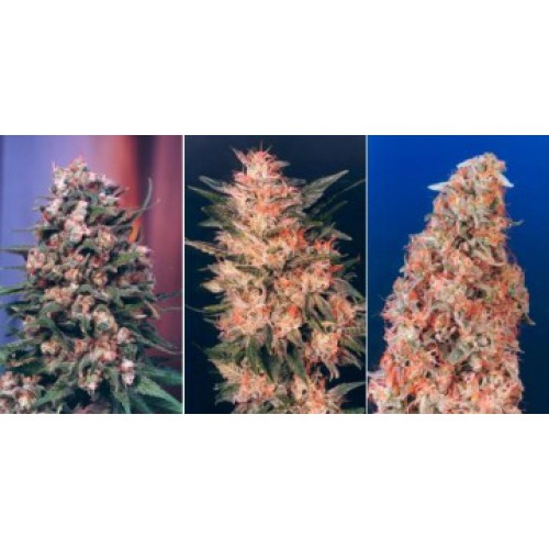 Dutch Passion Colour Mix 3 - 6 female Seeds Dutch Passion Colour Mix 3 - 6 female Seeds