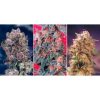 Dutch Passion Colour Mix 3 - 6 female Seeds Dutch Passion Colour Mix 3 - 6 female Seeds