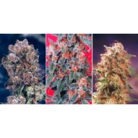 Dutch Passion Colour Mix 4 - 6 female Seeds  