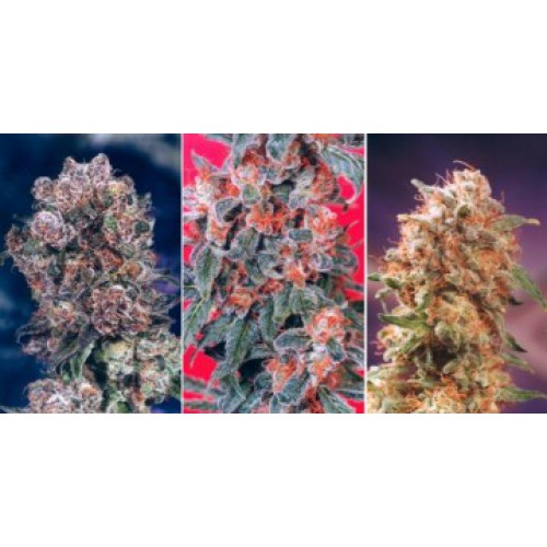 Dutch Passion Colour Mix 4 - 6 female Seeds Dutch Passion Colour Mix 4 - 6 female Seeds