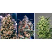 Dutch Passion Colour Mix 5 - 6 female Seeds  